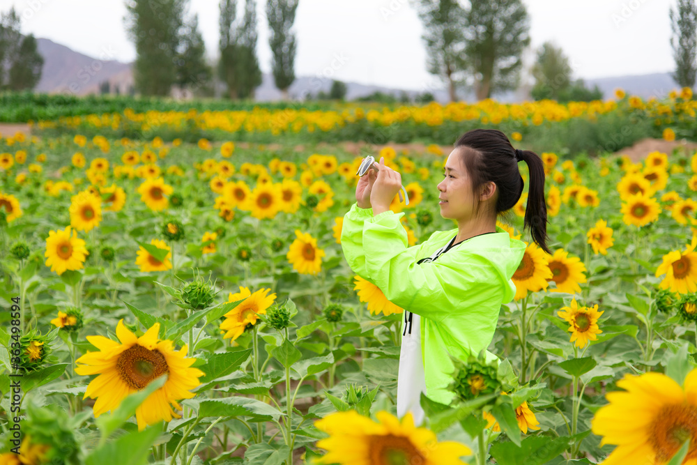 A girl taking photos in a sunflower field. A girl taking photos in a sunflower field.