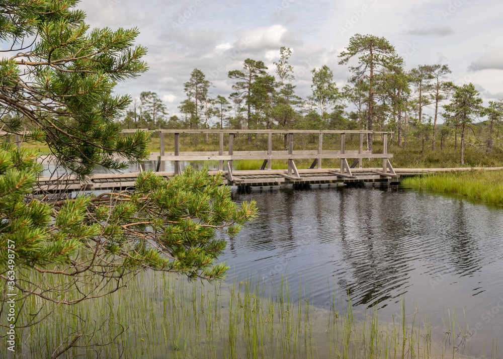 a wooden construction walking bridge in the middle of the swamp. View of the beautiful nature in the swamp - a pond, conifers, moss, clouds and reflections in the water., Nigula Nature Reserve estonia a wooden construction walking bridge in the middle of the swamp. View of the beautiful nature in the swamp - a pond, conifers, moss, clouds and reflections in the water., Nigula Nature Reserve estonia