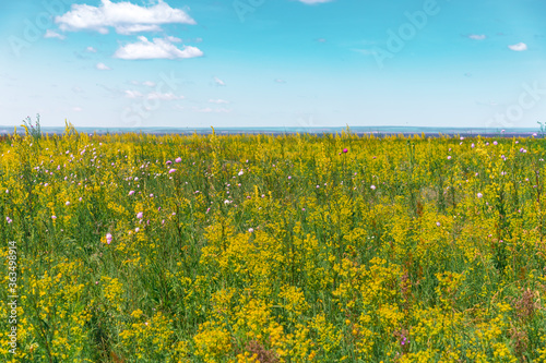 Yellow rapeseed field against blue sky background. Blooming canola flowers.