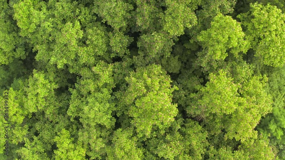 Cinematic scene top view of teak tree, flying above beautiful green forest in rainy day