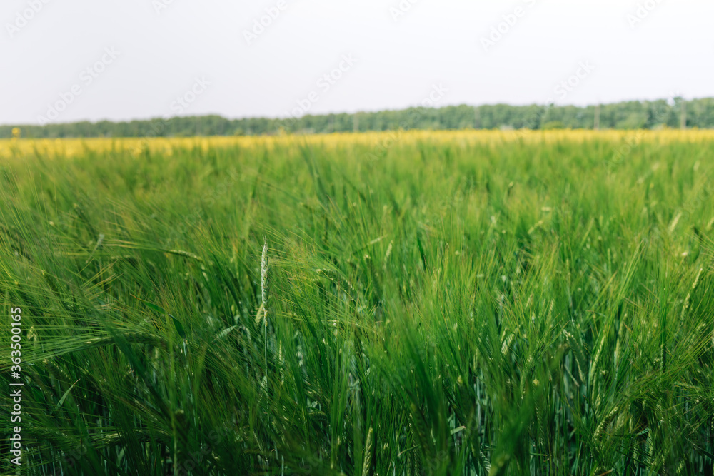 Agriculture. Green wheat sprouts in the sunlight background.