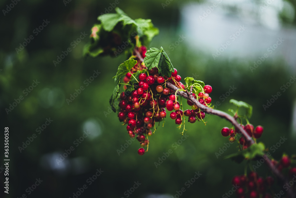 Ripe red currant on a green branch