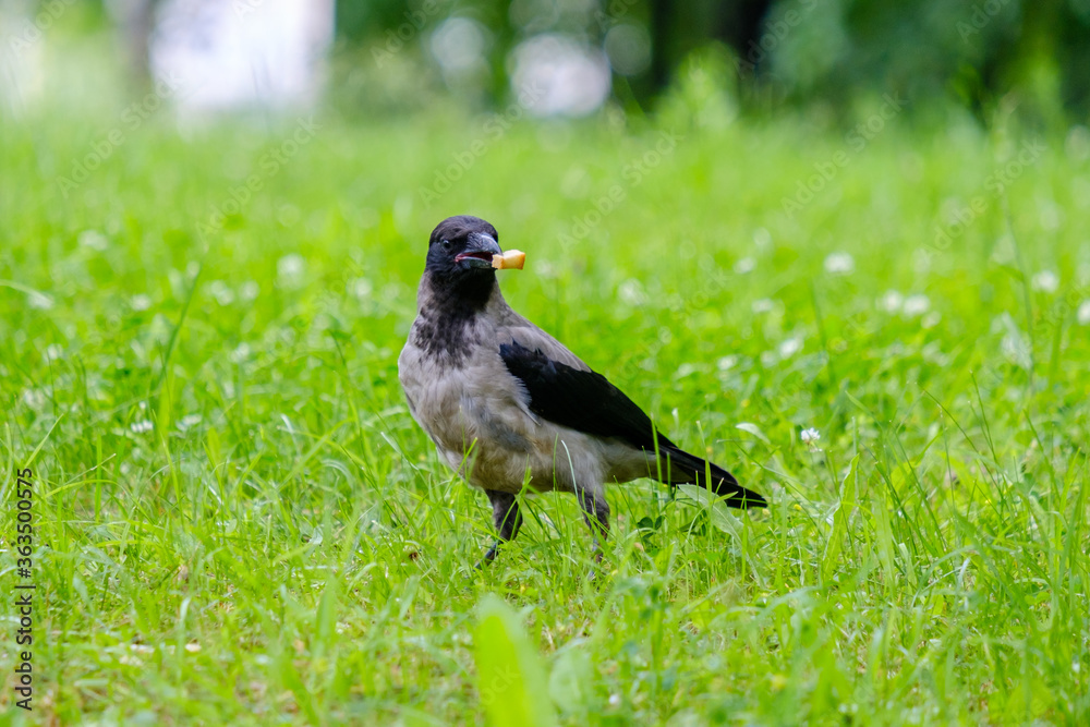 Selective focus on a gray raven holding corn sticks in its beak. Golden crispy airy treat for a wild bird. Corn sticks are scattered in the grass. Coopy space. Selective focus on a gray raven holding corn sticks in its beak. Golden crispy airy treat for a wild bird. Corn sticks are scattered in the grass. Coopy space.
