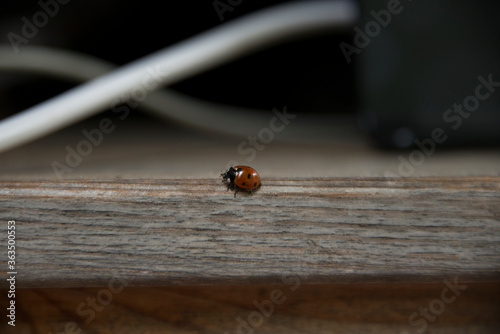 ladybird on a wooden background
