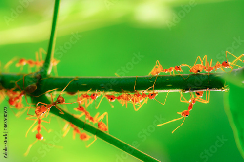 Red ants on a branch © Phisit