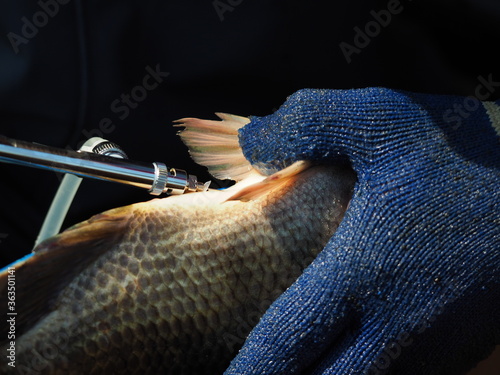 Tilapia fish is vaccinated in the abdomen. photo