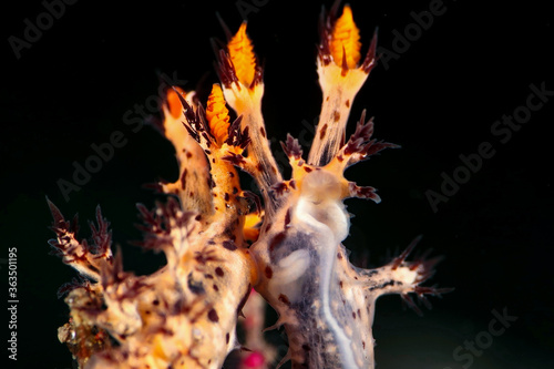Mating Nudibranch