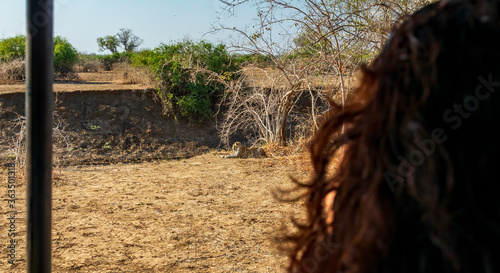 Photography Rear view of woman over car during safari