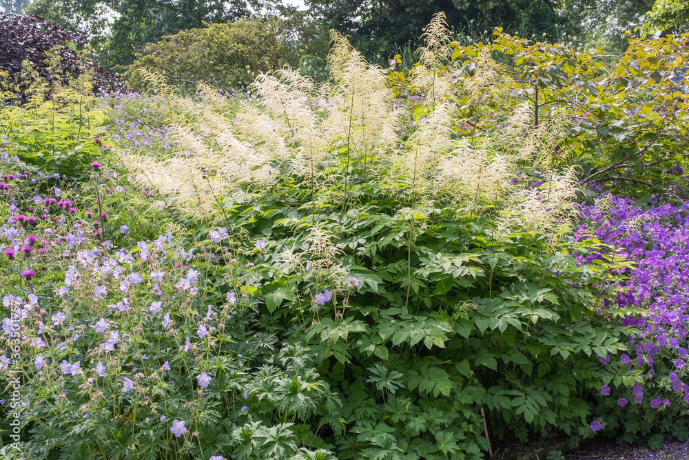 Aruncus dioicus Wald-Geißbart Aruncus dioicus Wald-Geißbart
