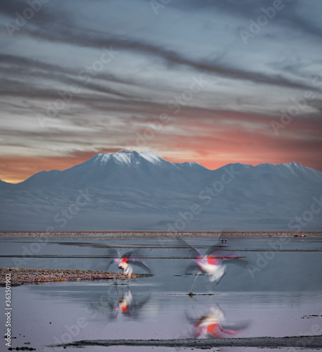 Blurred flamingoes flying at dusk over lake