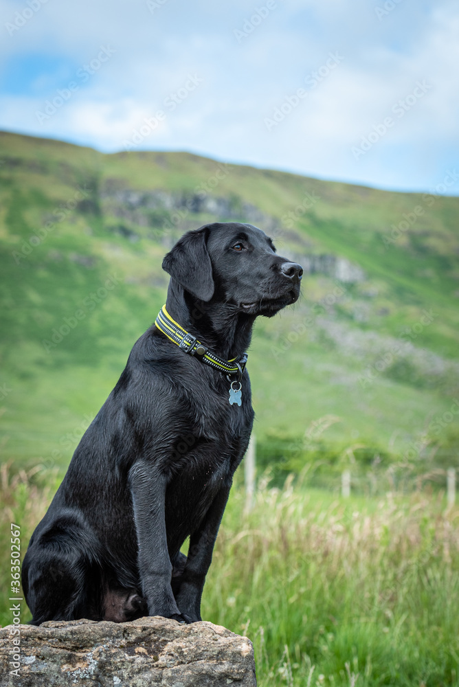 Black Labrador retriever puppy sitting