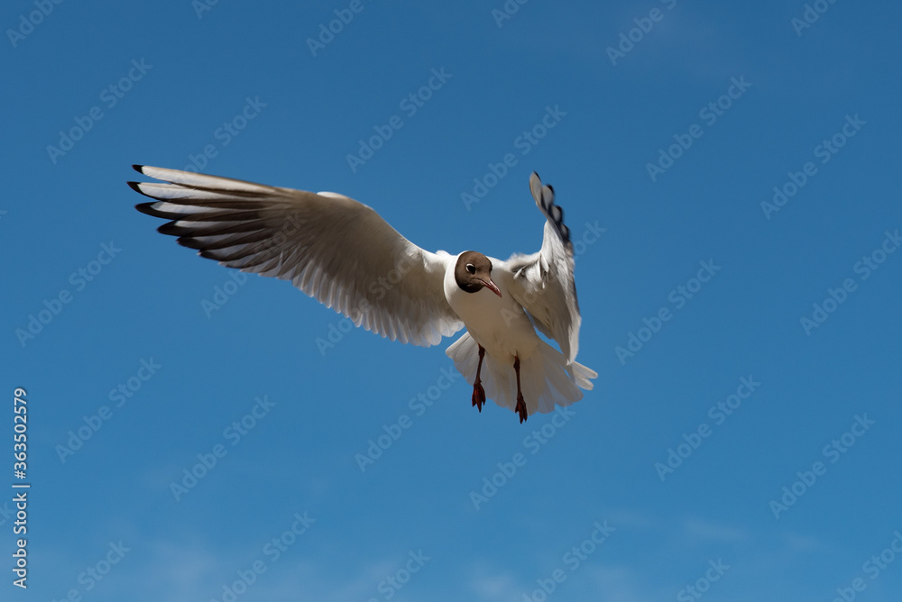 View of flying seagulls View of flying seagulls