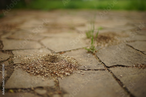 Small nests of ants in the stone floor of wild tiles. photo