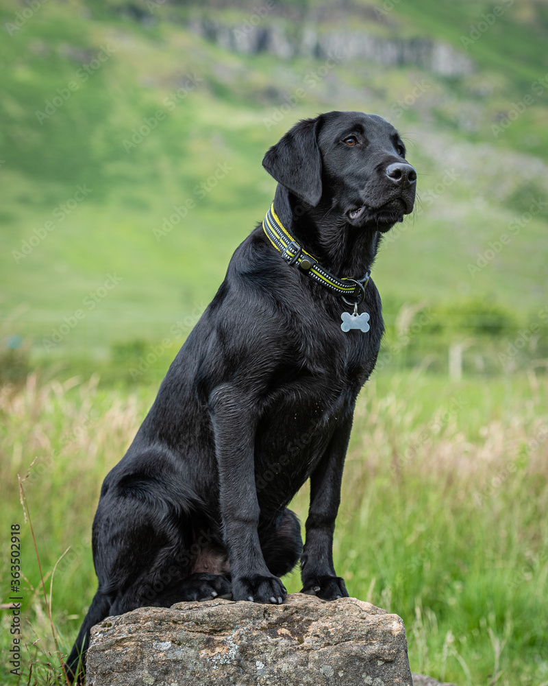 Black Labrador retriever puppy sitting