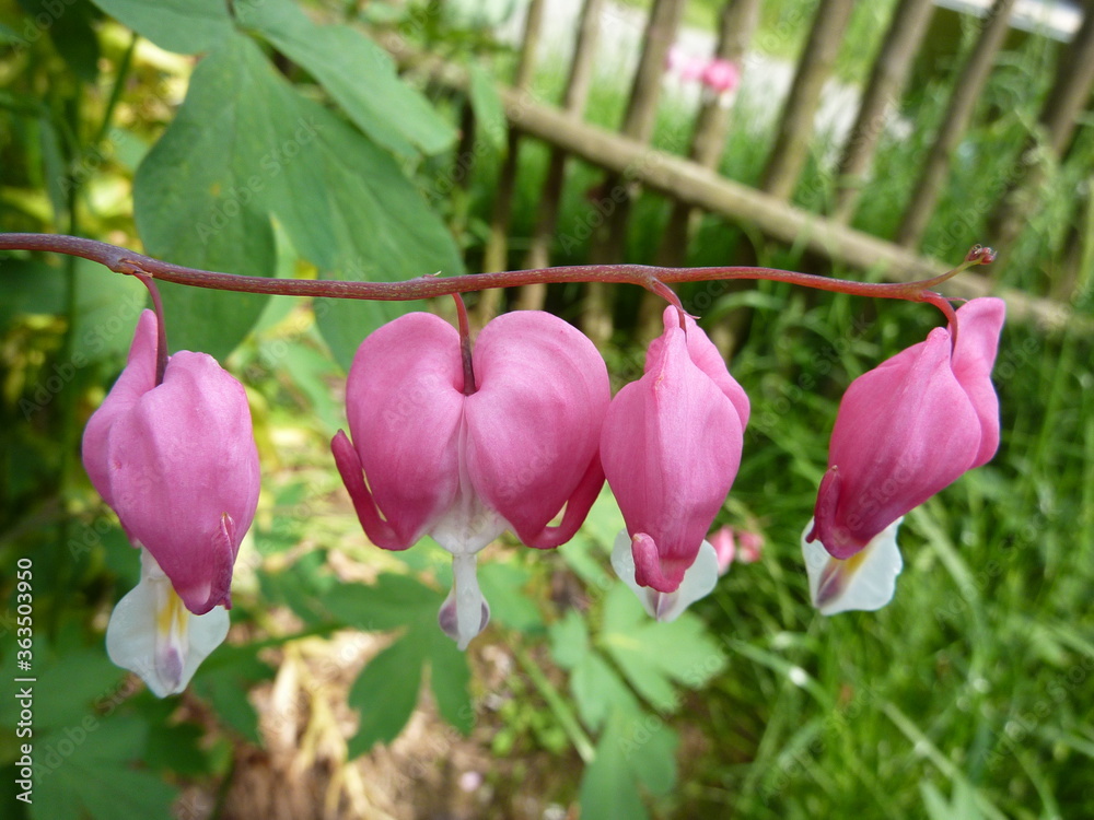 Blume Blume