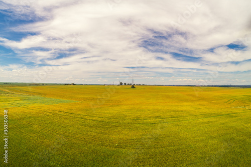 Rural landscape with a beautiful sky. Aerial view. View of wheat fields in summer