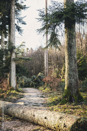 scenery shot of a storm damaged forest  broken trees after hurricane in germany