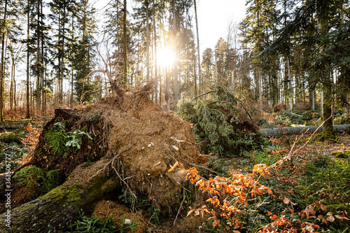 scenery shot of a storm damaged forest, broken trees after hurricane in germany