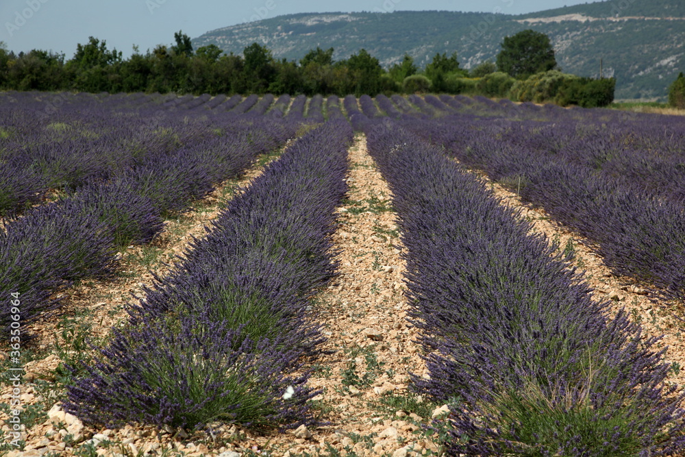 Fototapeta premium Lavender field in Provence landscape