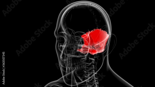 Human Skeleton Skull Occipital Bone Anatomy For Medical Concept