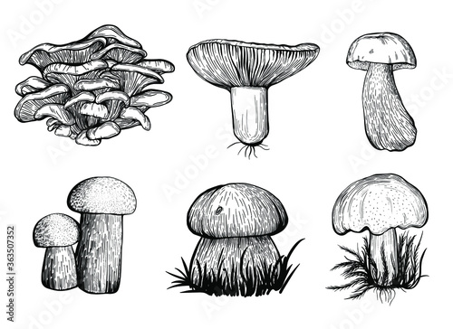 Collection of forest mushrooms isolated on a white background. Edible mushrooms - Russula, oyster mushroom, boletus, white mushroom. Hand drawn vector illustration