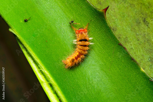 Tussok silk moth ready to pupate, Antheraea mylitta, Saturniidae, Satara, Maharashtra, India photo