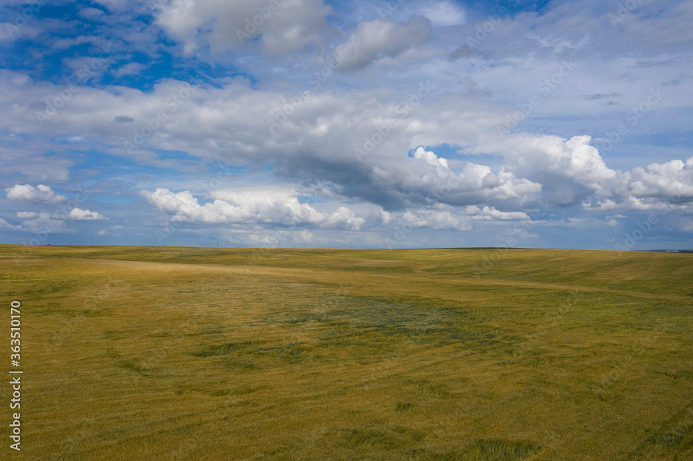 Ripe cereal in the fields in the middle of summer on a sunny day. aerial photography. Eastern Europe