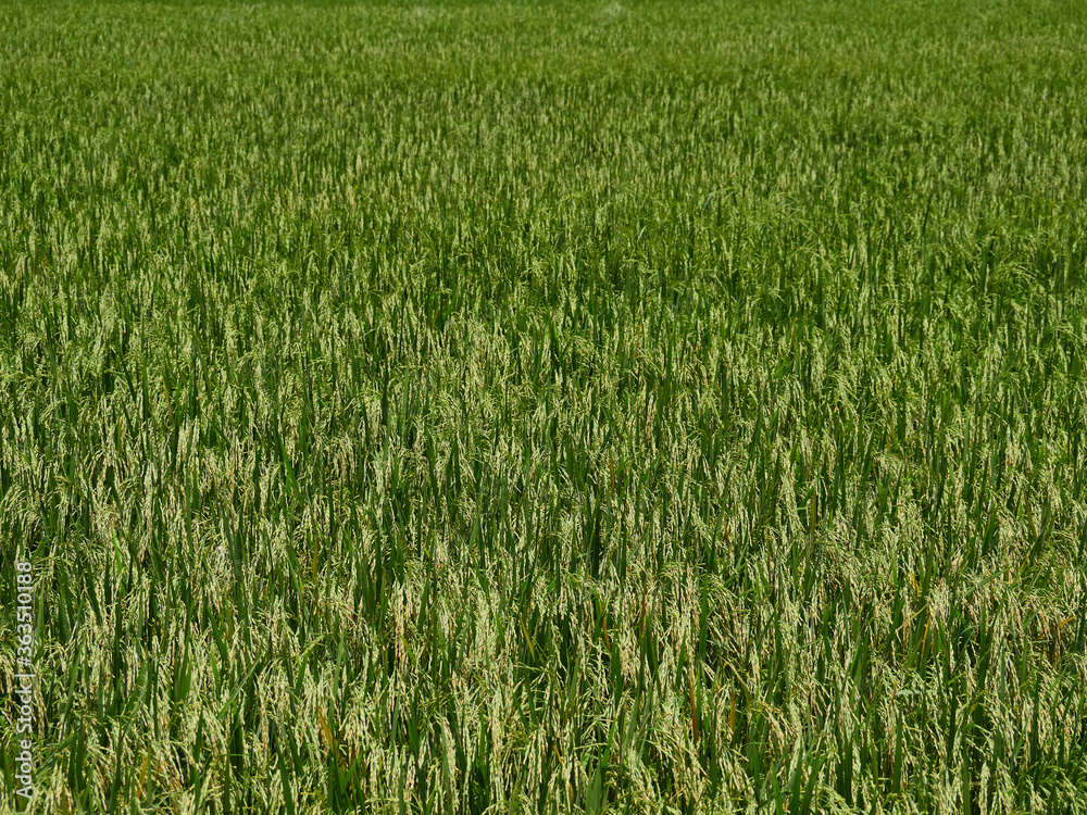 Rice fields near to harvest Rice fields near to harvest