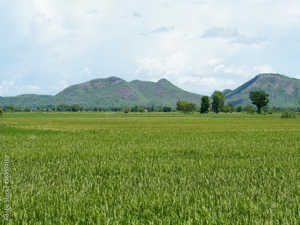 Rice fields near to harvest