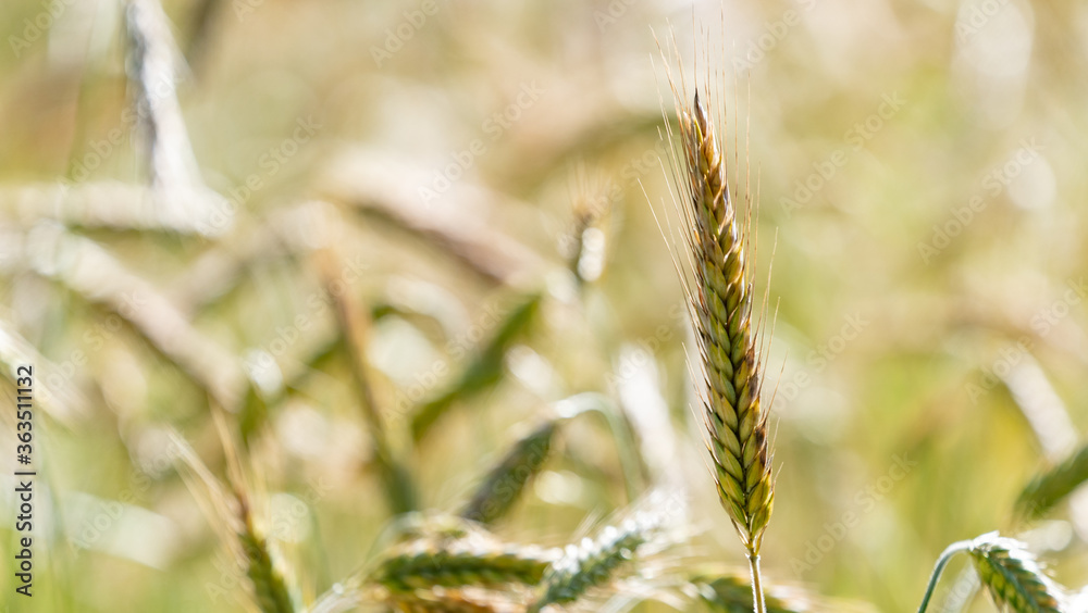 Fototapeta premium Close up on single wheat ear growing in field