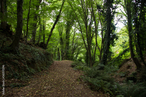 footpath in the woods