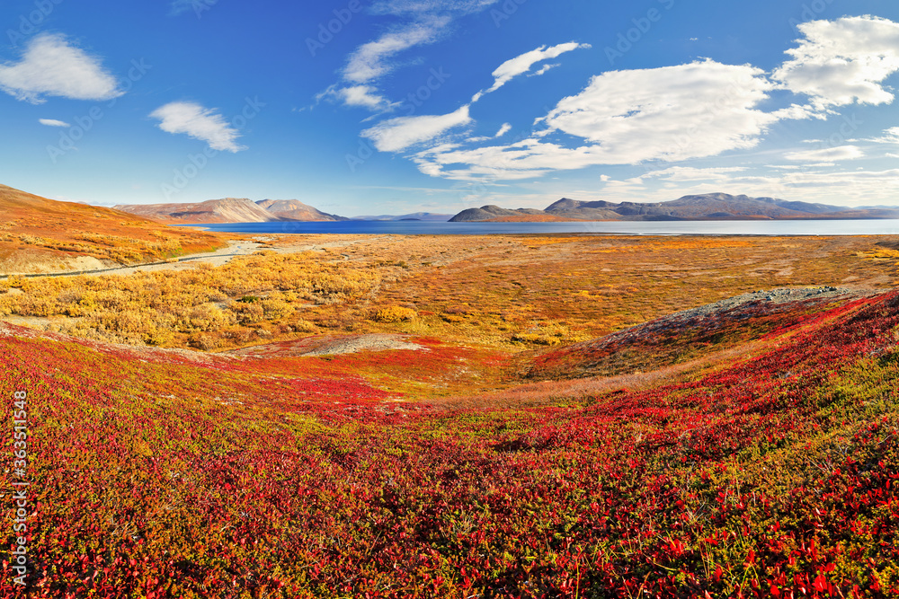 Picturesque autumn arctic landscape. Colorful autumn tundra. Beautiful northern nature of the polar region. Location: Penkigney Bay, Senyavin Strait, Bering Sea, Chukotka, Siberia, Far East of Russia.