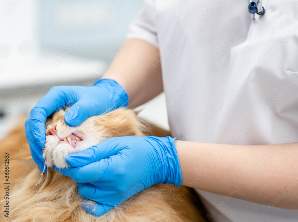 Vet checks teeth to an adult maine coon cat at veterinary clinic Vet checks teeth to an adult maine coon cat at veterinary clinic
