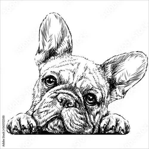 Fototapeta samoprzylepna French bulldog. Sticker on the wall in the form of a graphic hand-drawn sketch of a dog portrait.