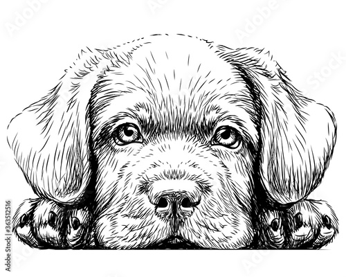 Labrador puppy. Sticker on the wall in the form of a graphic hand-drawn sketch of a dog portrait.