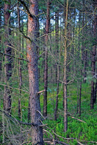 pine forest in the morning © karolinaklink