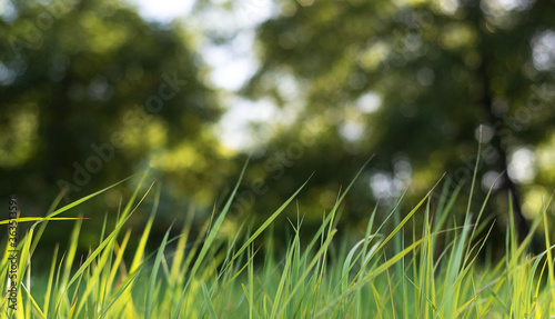 green grass and sun