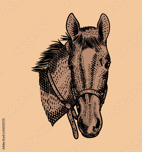 vintage illustration horse head with engraving style