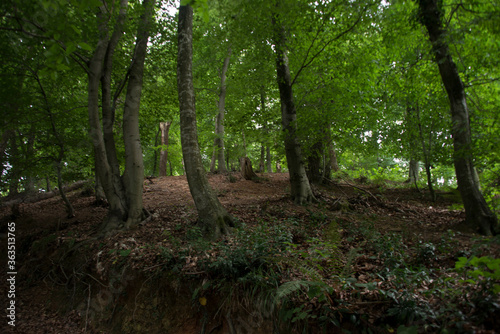 forest in the morning