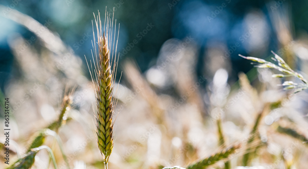 Fototapeta premium Close up on single wheat ear growing in field