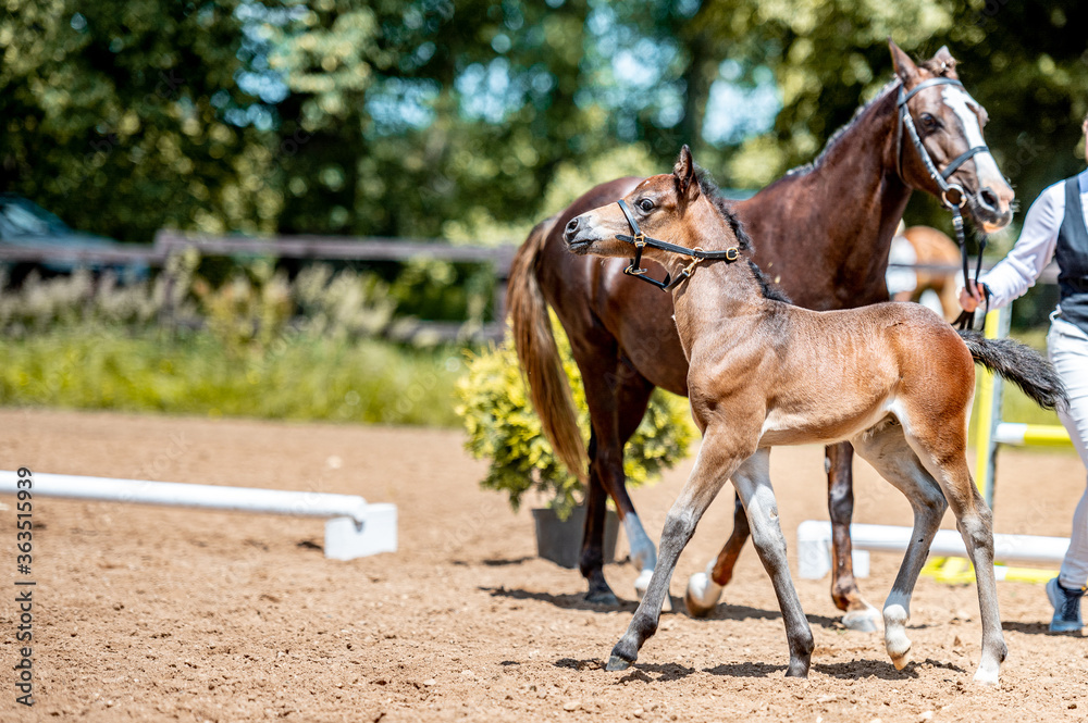 Obraz premium Crezy cute little foal running galloping in the horse show arena.