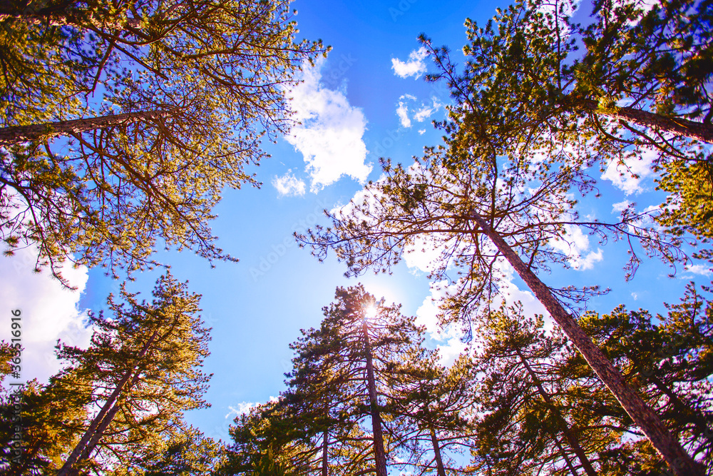 Obraz premium Summer green forest , view up, beautiful blue sky with clouds, sunshine, fresh air, nature landscape