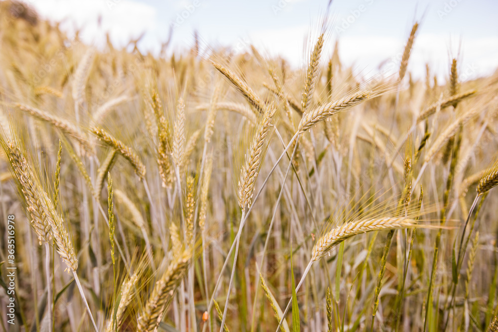 Golden wheat fields on summer day. Agriculture , rural landscape Golden wheat fields on summer day. Agriculture , rural landscape
