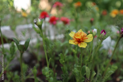 Portulaca, Rosemoss, yellow flowers photo