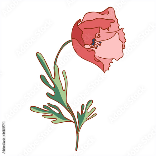 Poppy. Hand Drawn Floral Illustration on White Background.