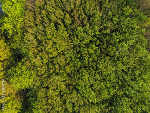 Aerial drone top down view on a dense forest foliage at daytime. Green colors. Summer season of the year.