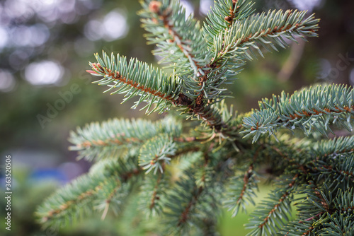 Pine leaves christmas background. © Mihailo