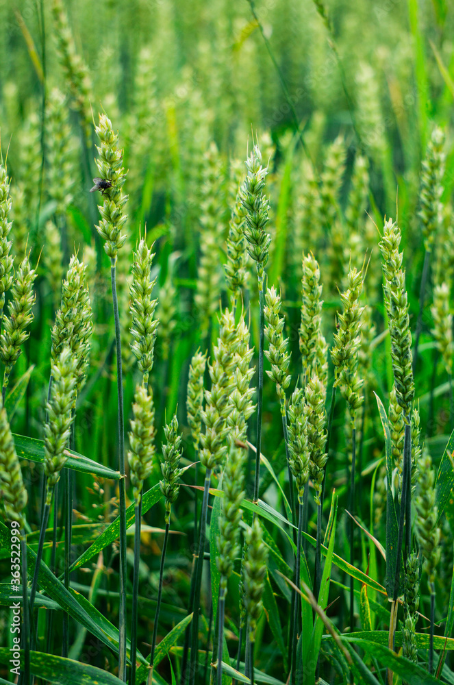 Green ears of rye on a field in a village. Green ears of rye on a field in a village.