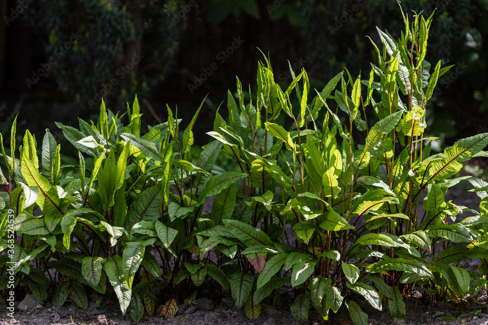 Obraz premium Bloody dock (Rumex sanguineus) plant in home garden. Bushy green leaves with red veins. Own vegetables.