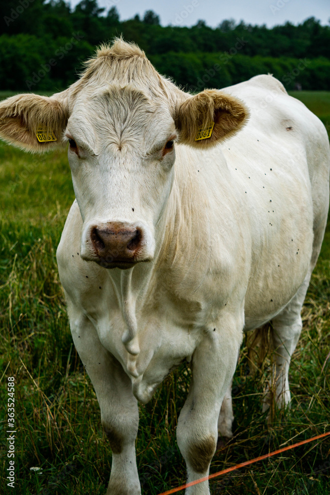 Large white cow grazes on the field outdoors.